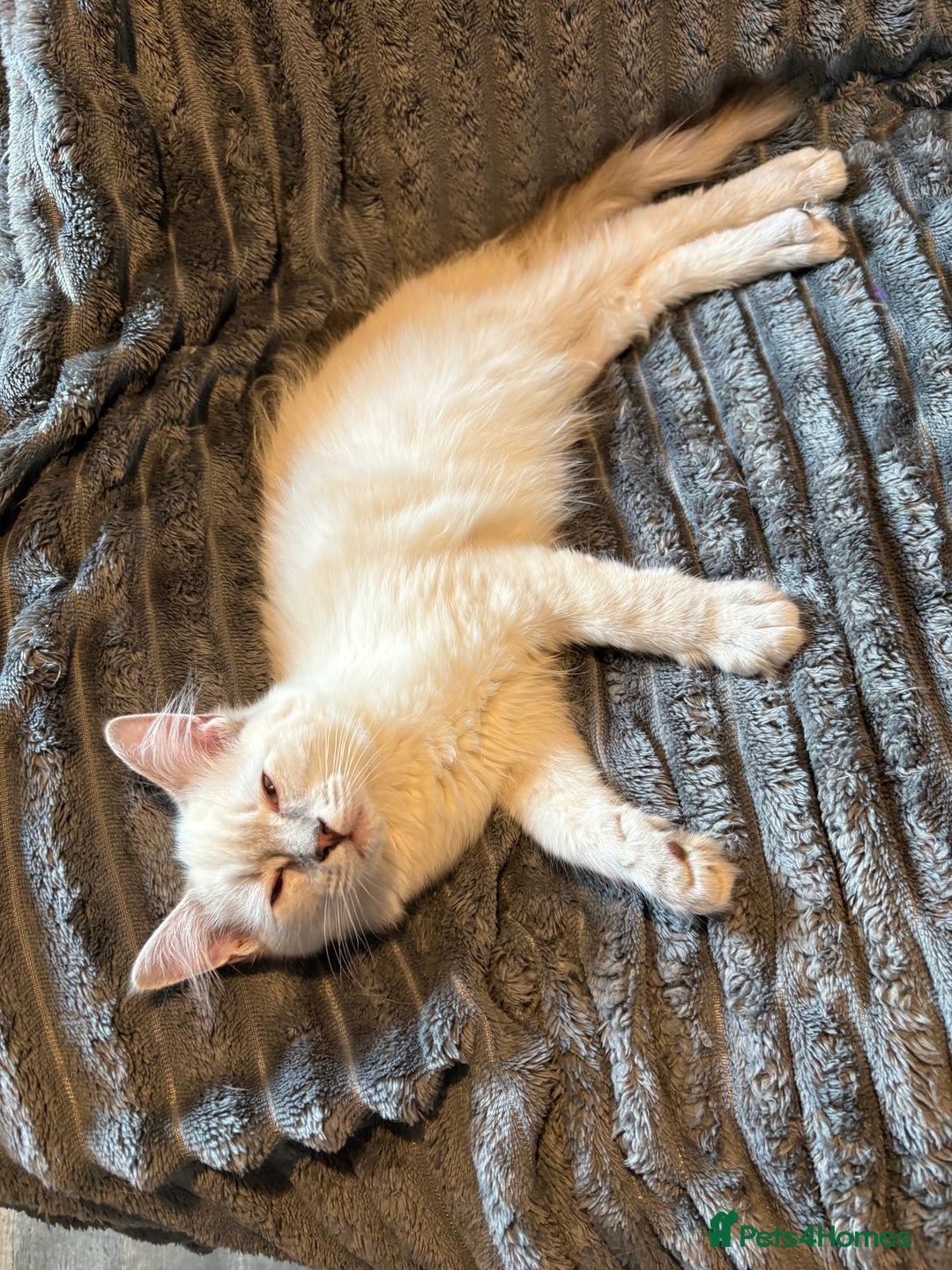 Ragdoll cats for sale: GCCF Beautiful Ragdoll Kittens - Image 23