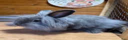 Lionhead rabbits for sale: Lion head cross Angora bunny - Advert 2