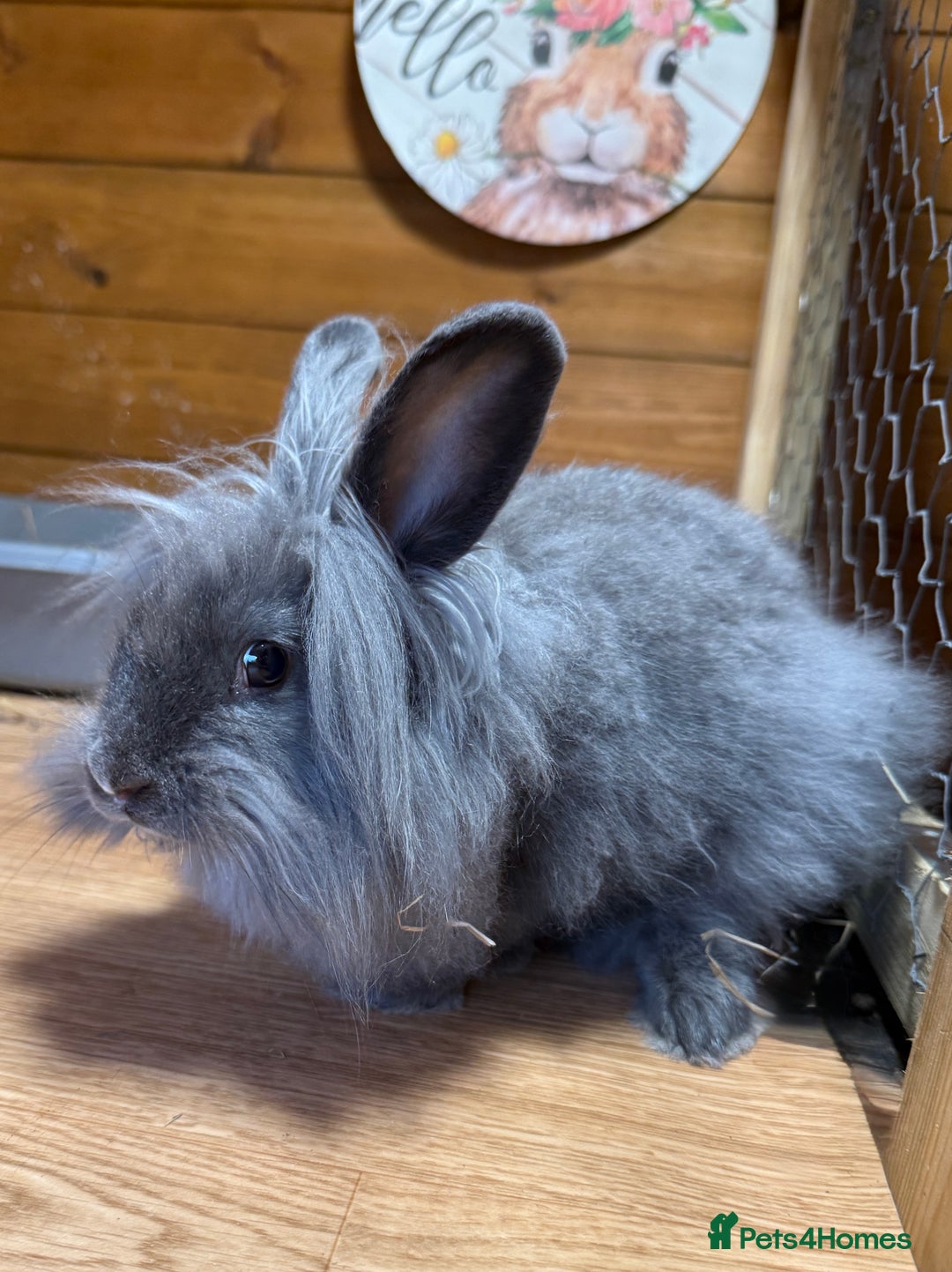 Lionhead rabbits for sale: Lion head cross Angora bunny - Advert 2