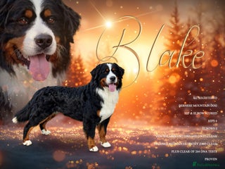 Bernese Mountain Dog dogs For stud dna tested Bernese mountain dog for stud in Market Drayton - Advert 1