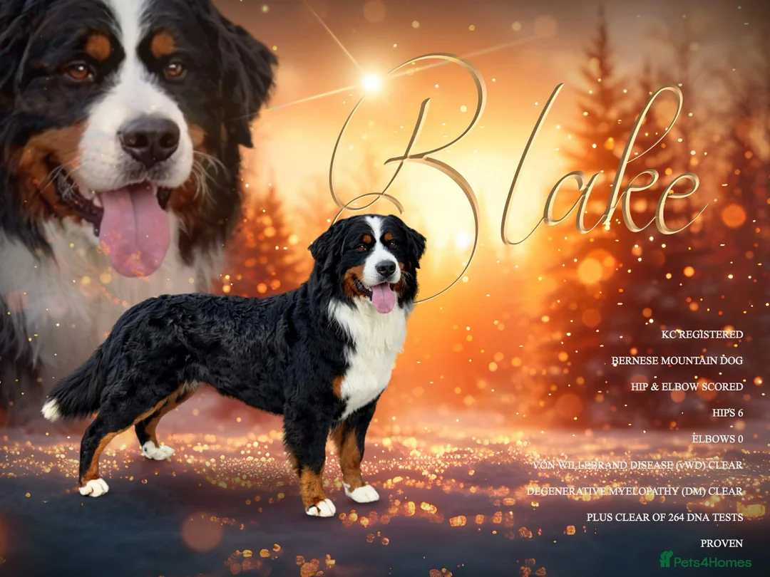 Bernese Mountain Dog dogs for stud: For stud dna tested Bernese mountain dog for stud  in Market Drayton - Advert 1