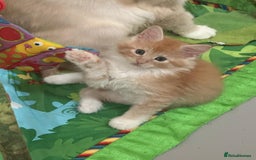 Maine Coon cats for sale: Red Maine coon female kittens, TICA reg - Image 18