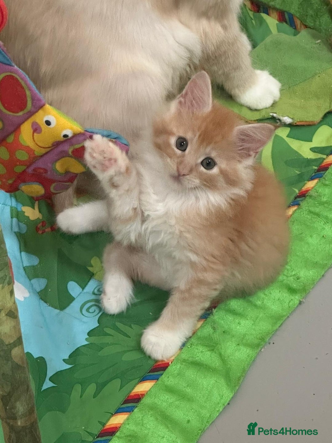 Maine Coon cats for sale: Red Maine coon female kittens, TICA reg - Image 18