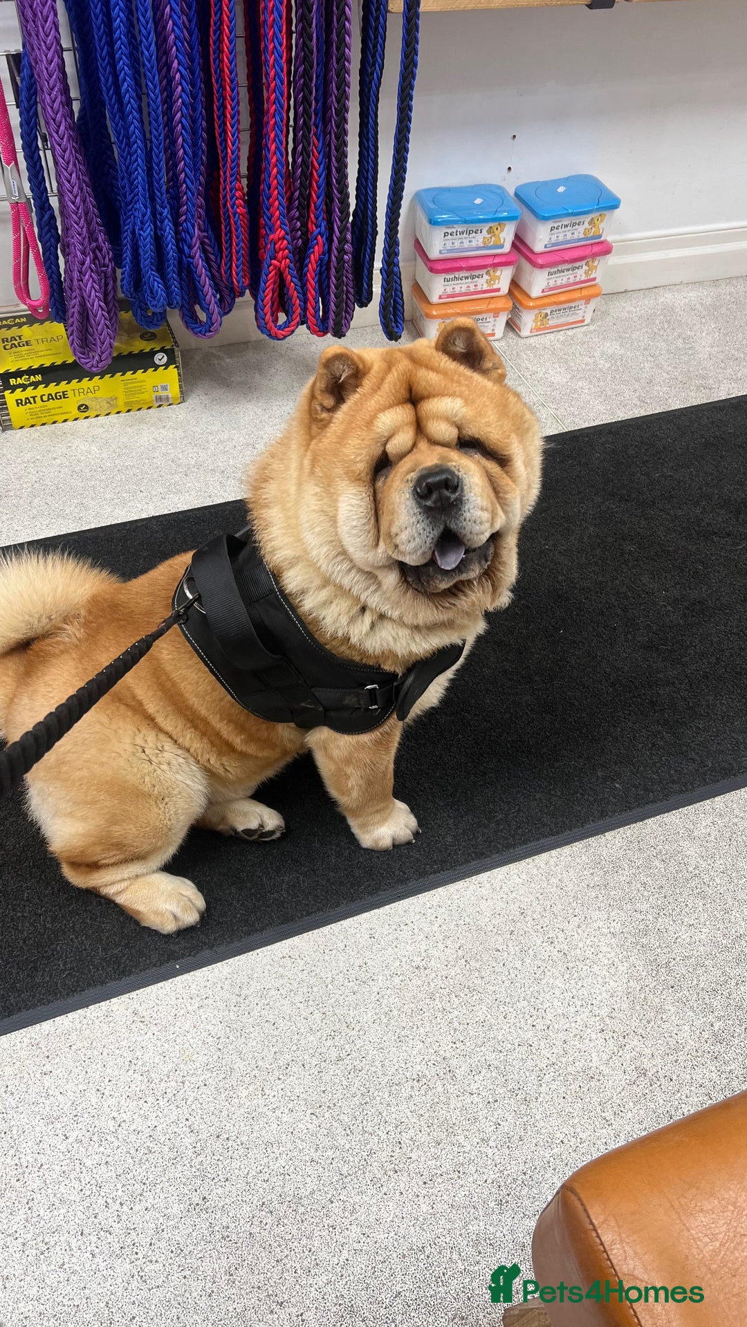 Chow Chow dogs for stud: 🔥STUD🔥 - Advert 2
