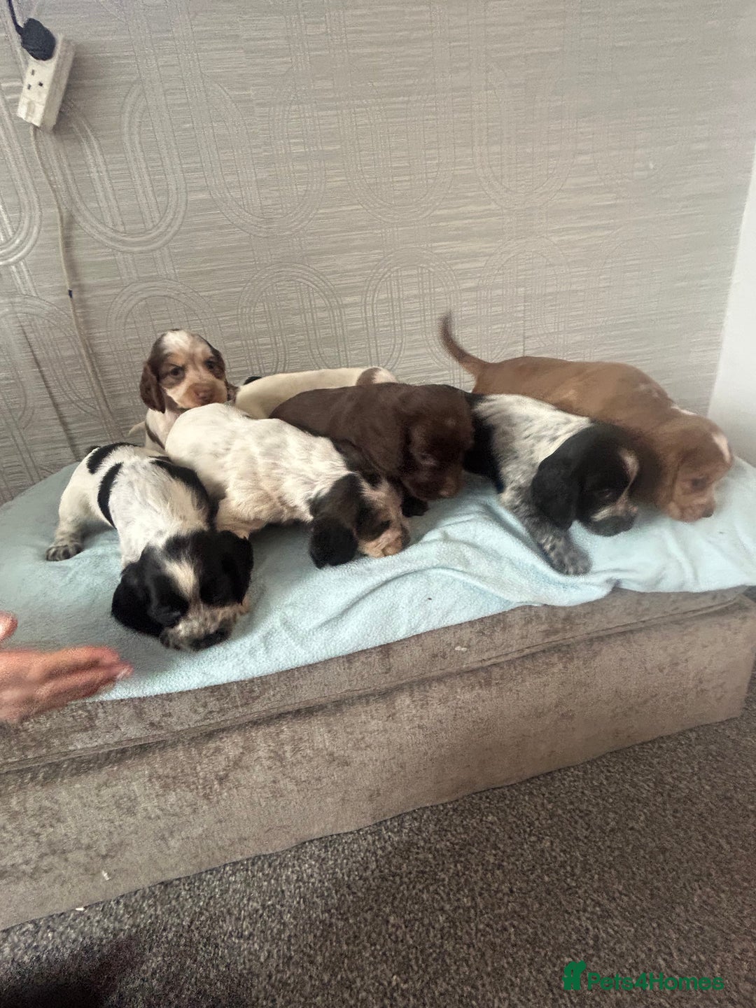 Cocker Spaniel dogs for sale: 🔥 rare coloured show type cocker spaniels  - Image 32