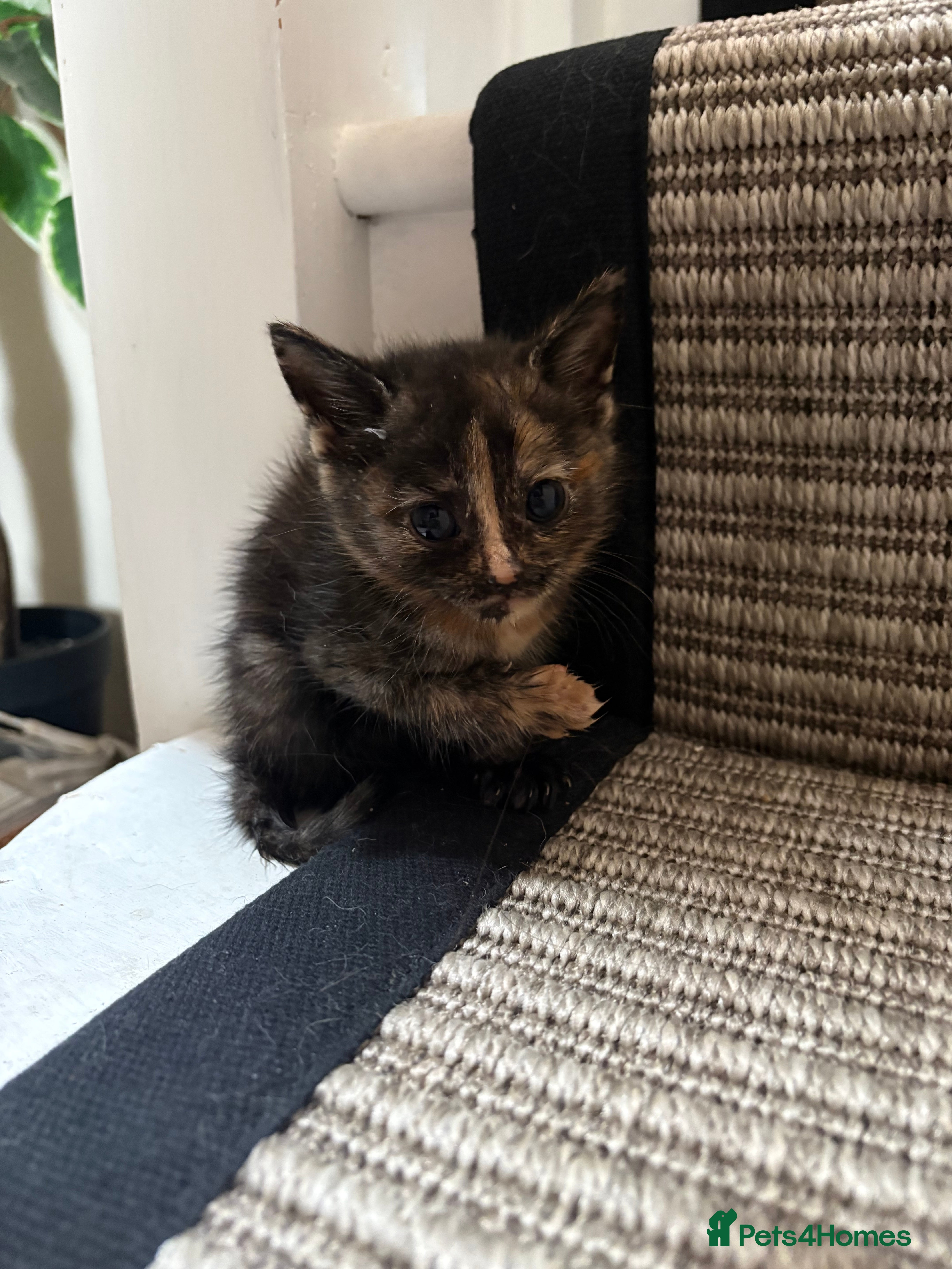 Mixed Breed Kitten 1