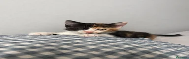  Domestic short hair calico coat