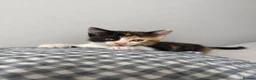 Domestic Shorthair cats for sale: 3 Domestic Kittens  - Advert 2