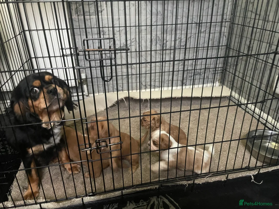 Cavalier King Charles Spaniel dogs for sale: Beautiful Cavalier puppies - Advert 5