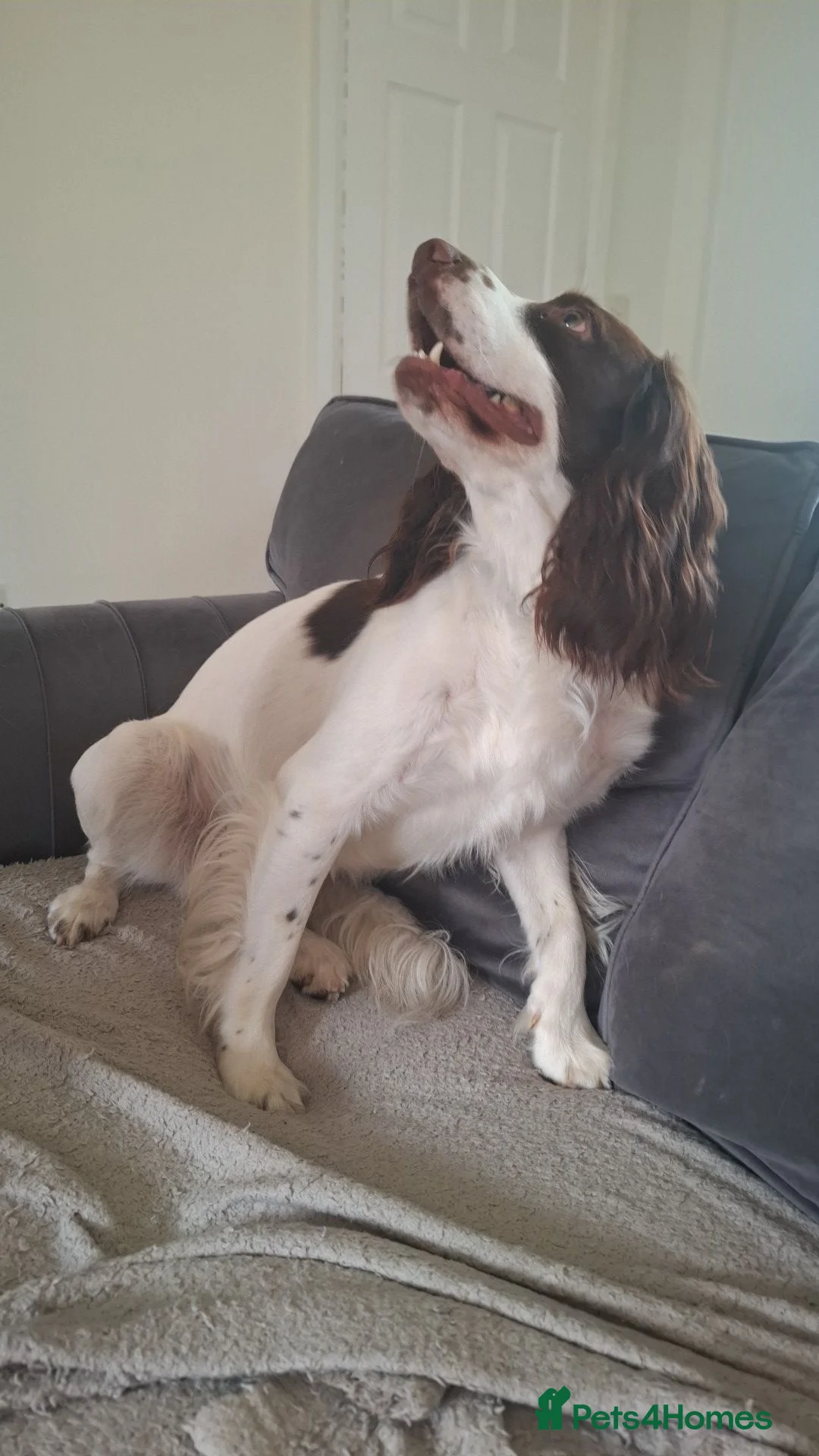 Sprocker dogs for sale: Cocker spaniel puppies due - Advert 20