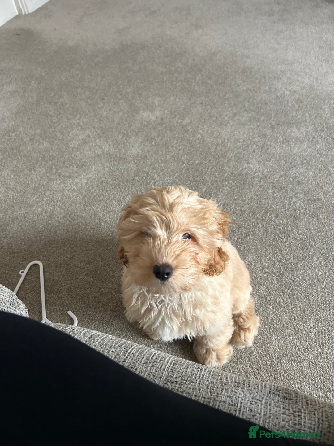 Cockapoo dogs for sale: 4 month old female Cockapoo  - Advert 4