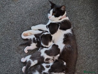 Mixed Breed cats - Advert 32