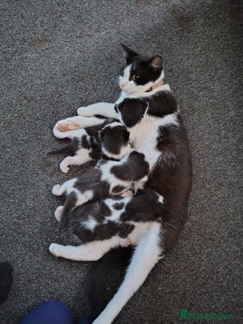 Mixed Breed cats Black and white kittens - Advert 17