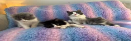 Mixed Breed cats for sale: Ragdoll cross tuxedo kittens for sale in Manchester - Advert 2
