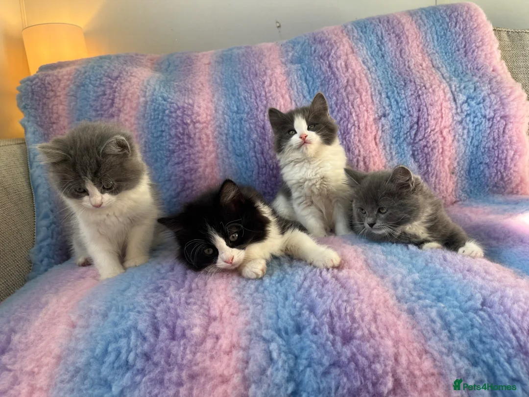 Mixed Breed cats for sale: Ragdoll cross tuxedo kittens for sale in Manchester - Advert 2