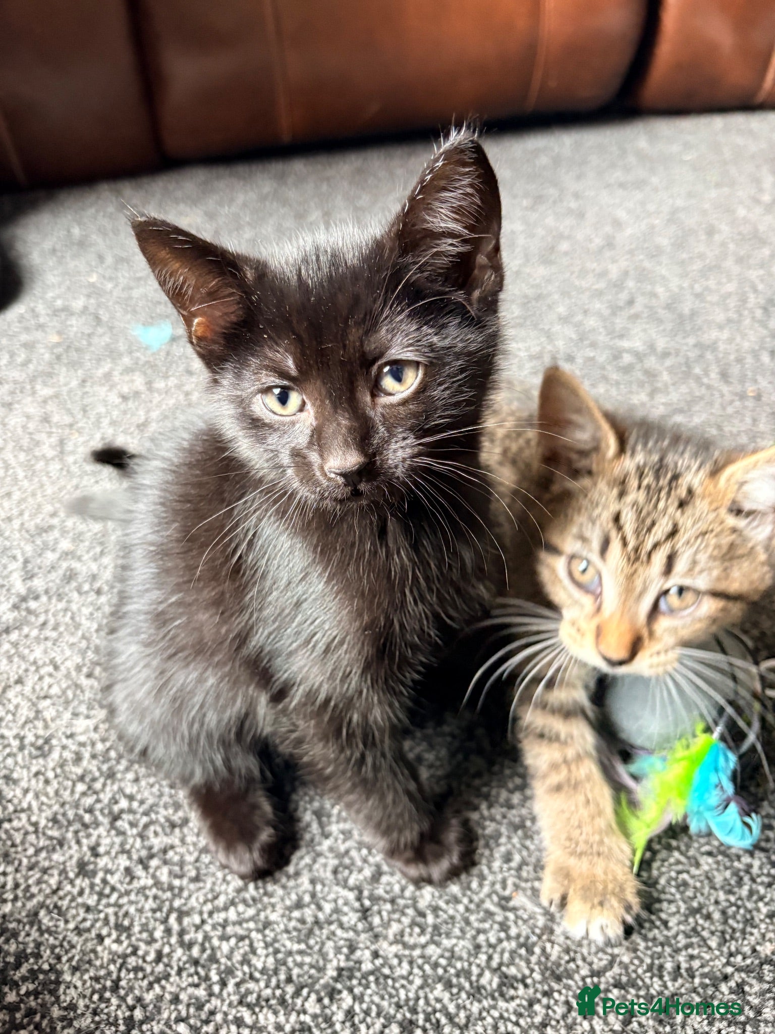 Mixed Breed cats 9 week old kittens ready to leave.  - Advert 1