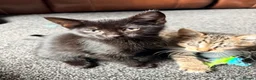 Mixed Breed cats for sale: 9 week old kittens ready to leave.  - Advert 1