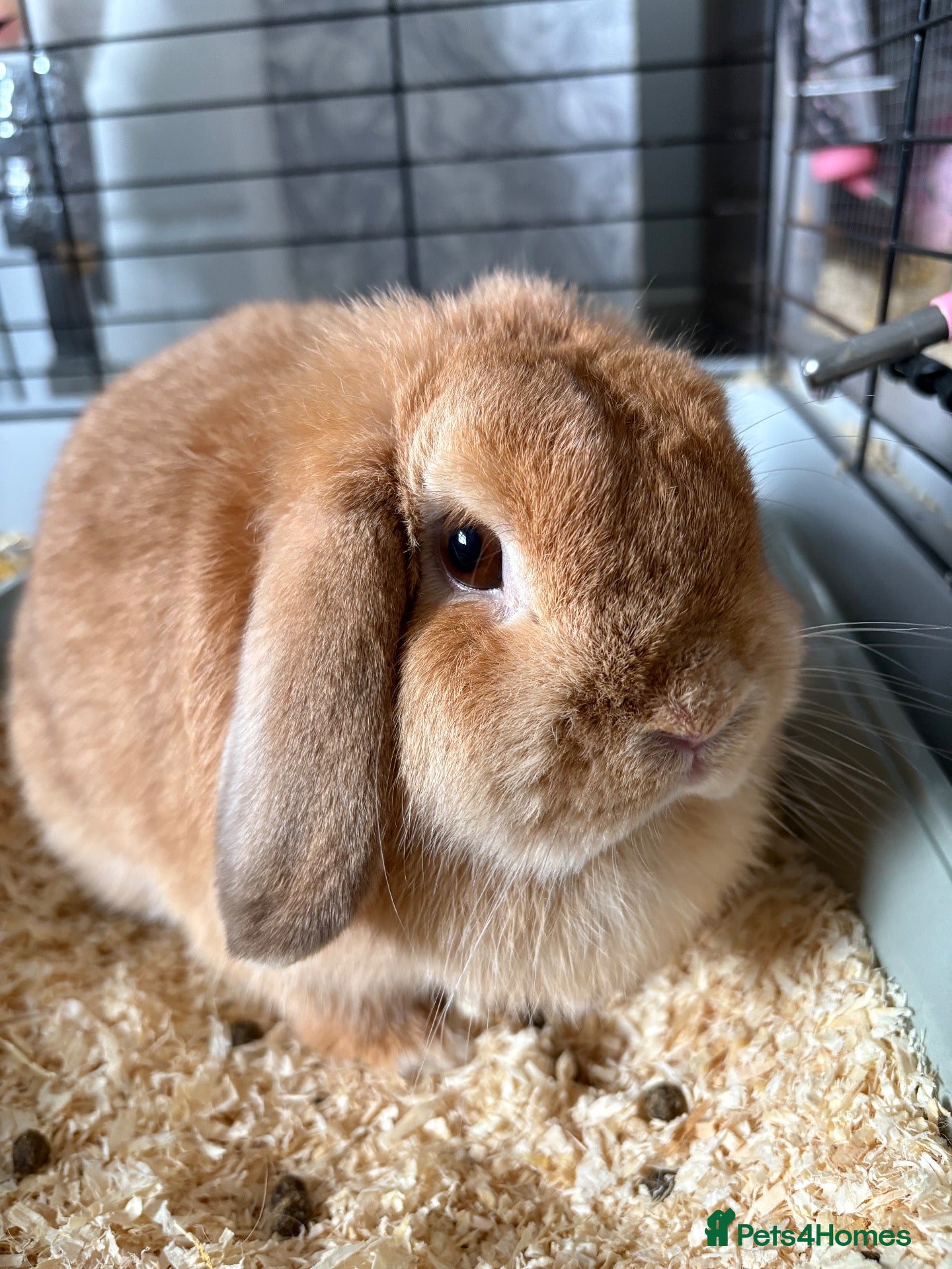 Mini Lop rabbits Mini lop/ mini rex - Advert 1