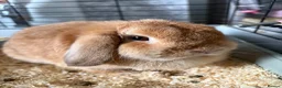 Mini Lop rabbits for sale: Mini lop/ mini rex - Advert 1
