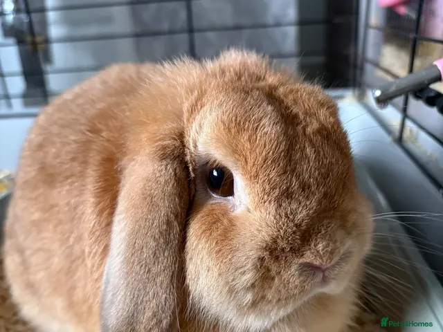Mini Lop rabbits for sale: Mini lop/ mini rex - Advert 1