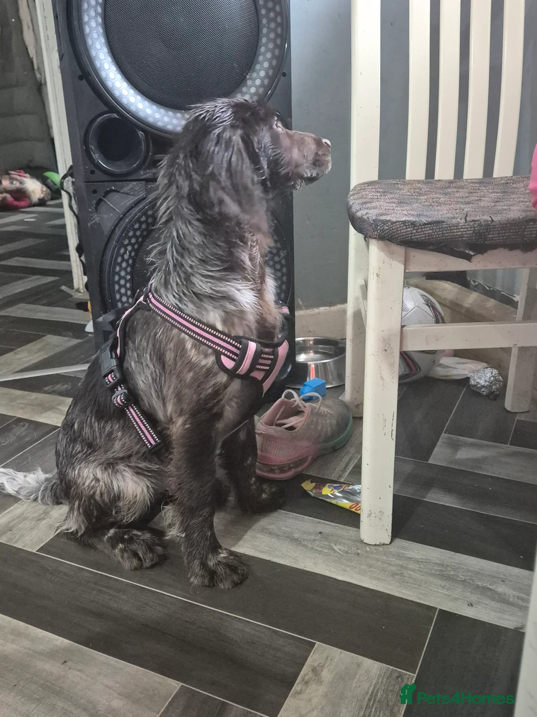 Sprocker dogs for sale: Sprocker - Advert 6