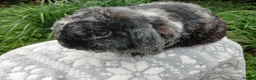 Mini Lop rabbits for sale: Stunning pure bred mini lop male baby rabbits RTR - Advert 7