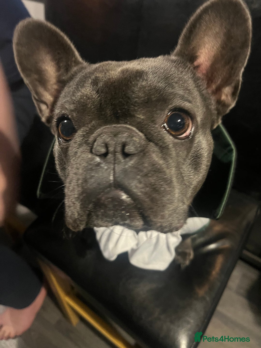 French Bulldog dogs for sale: Frenchie - Advert 2