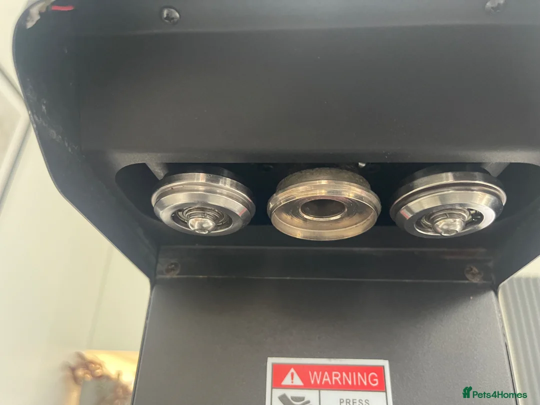 British Shorthair cats for sale: Adorable lilac bi colour boy - Advert 7