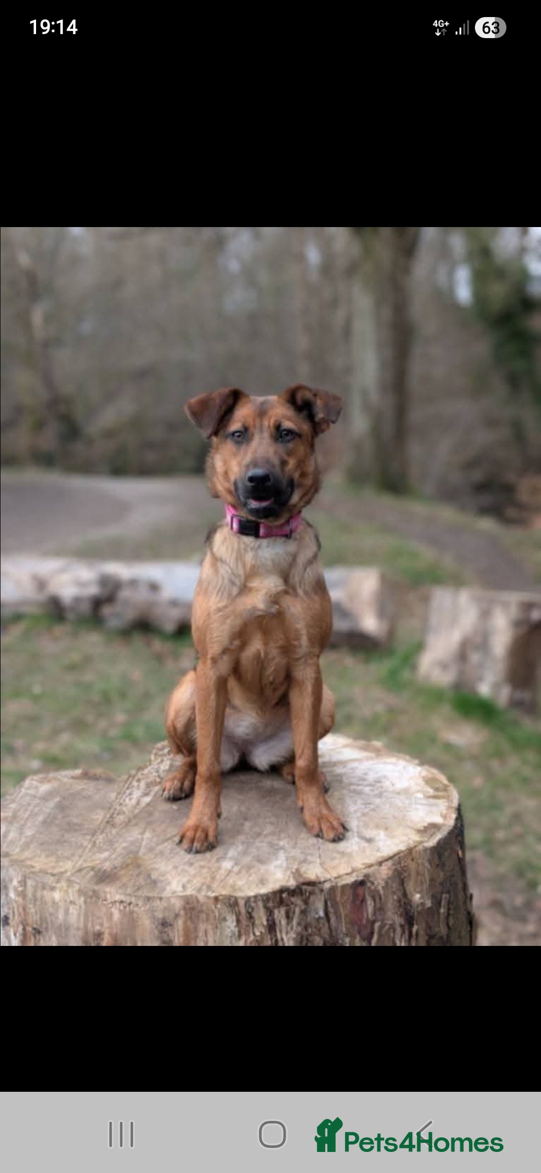 Mixed Breed dogs 17 month old mali x springer - Advert 5