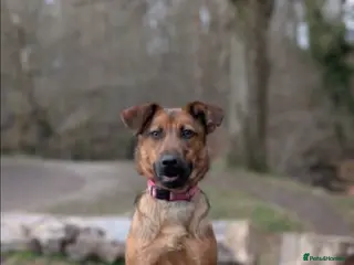 Mixed Breed dogs 17 month old mali x springer - Advert 5