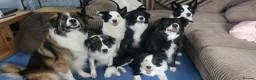 Border Collie dogs for sale: Callie needs a new home  - Advert 15
