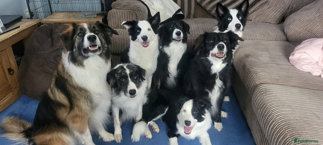Border Collie dogs for sale: Callie needs a new home  - Advert 15