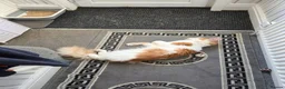 Maine Coon cats for stud: DUAL REGISTERED PROVEN  XXL BOY - Advert 15