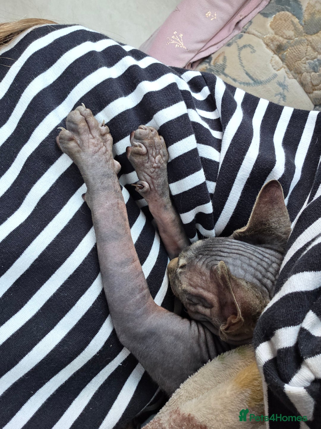 Sphynx cats for sale: 5 month old blue tabby sphynx kitten - Advert 4