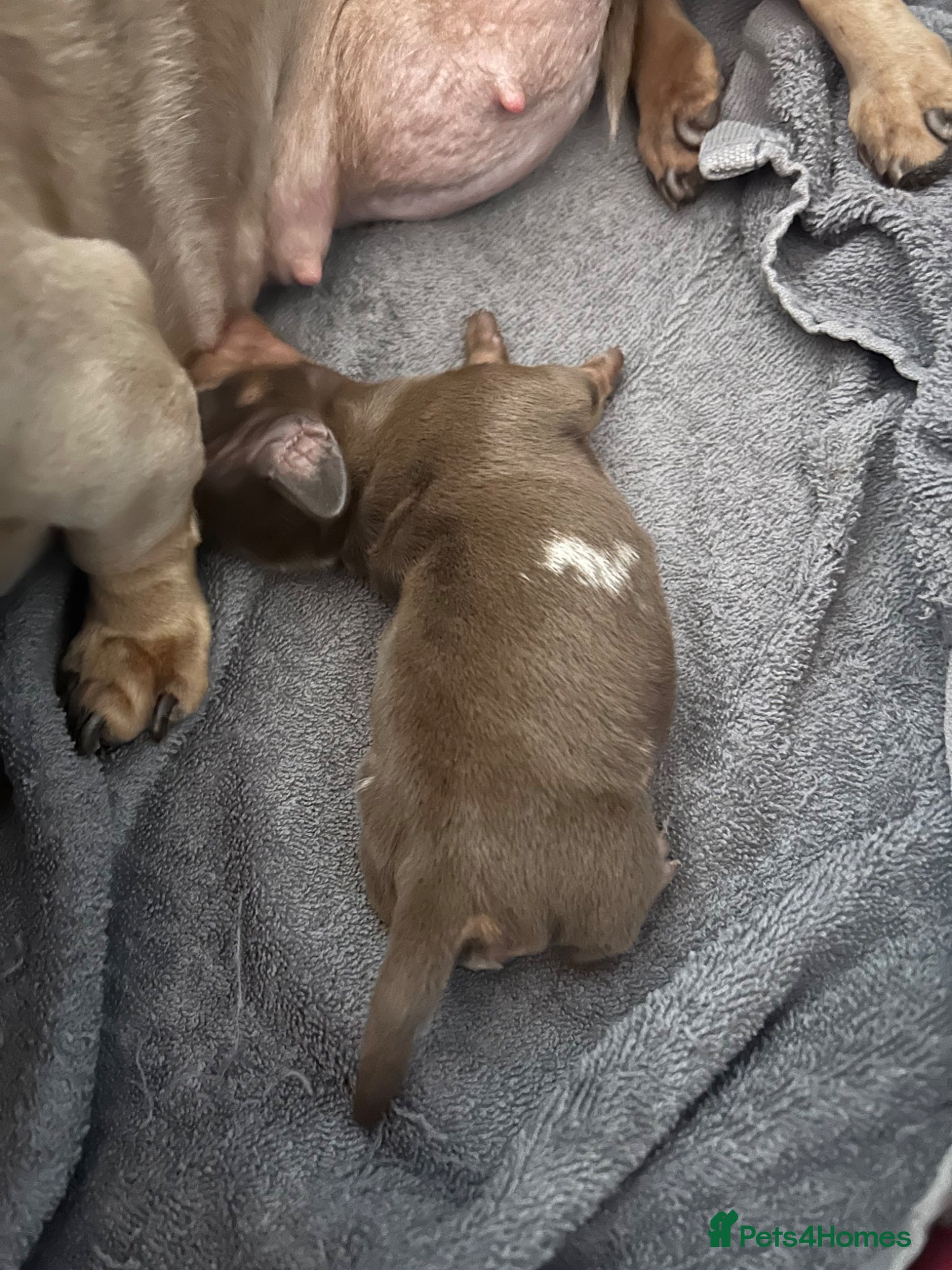 Miniature Dachshund dogs for sale: 3 miniature dashund boys kc reg - Advert 6