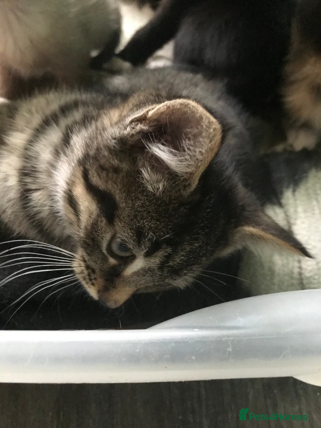 Domestic Shorthair cats for sale: 5 kittens ready to leave  - Image 5