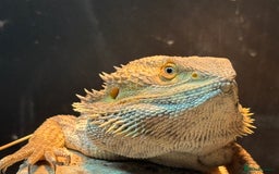 Bearded Dragon reptiles for sale: Bearded dragon! Zuko  - Image 7