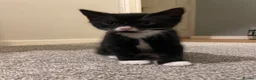 Mixed Breed cats for sale: 4 beautiful kittens ready now - Advert 8