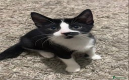 Mixed Breed cats for sale: Black and white tuxedo kittens for sale - Image 8