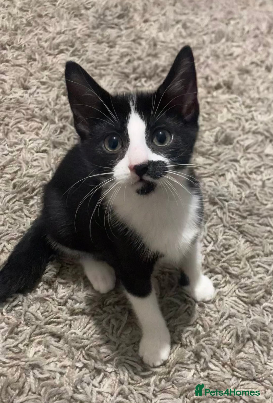 Mixed Breed cats for sale: Black and white tuxedo kittens for sale - Image 8