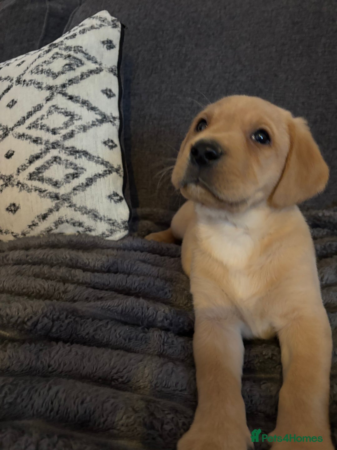 Labrador Retriever dogs for sale: KC registered Labrador retriever pups - Advert 17