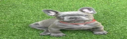 French Bulldog dogs for sale: Stunning KC French bulldog puppies - Advert 4