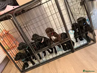 Cockapoo dogs Cockerpoo puppies **Ready 28th April** - Advert 8