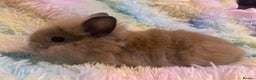 Mixed Breed rabbits for sale: Male teddydwerg x Netherlands dwarf rabbits - Advert 4