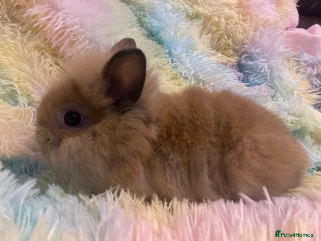 Mixed Breed rabbits for sale: Male teddydwerg x Netherlands dwarf rabbits - Advert 4