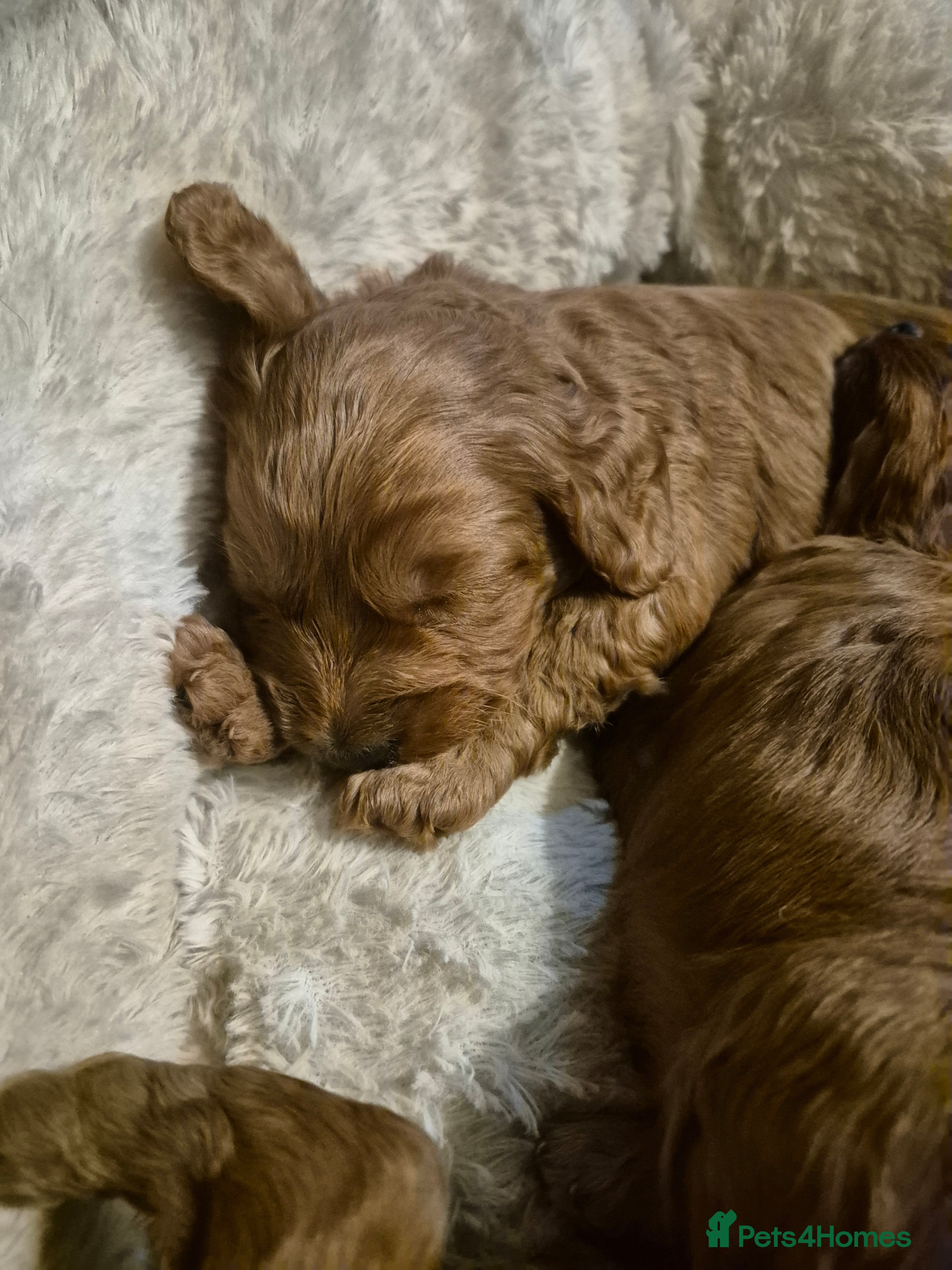 Cockapoo dogs Adorable fox red f1 miniature cockapoo puppies - Advert 4