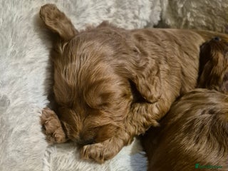 Cockapoo dogs Adorable fox red f1 miniature cockapoo puppies - Advert 7