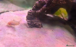 Corys fish for sale: The whole fish tank for sale  - Image 4