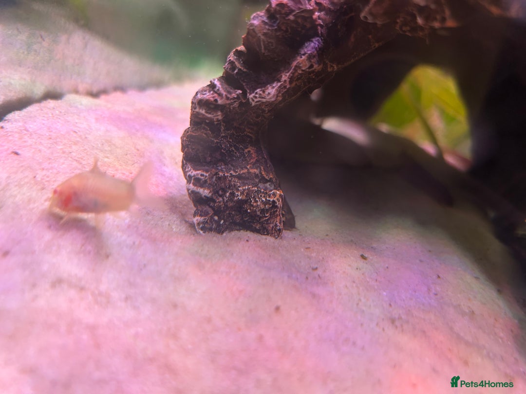 Corys fish for sale: The whole fish tank for sale  - Image 4