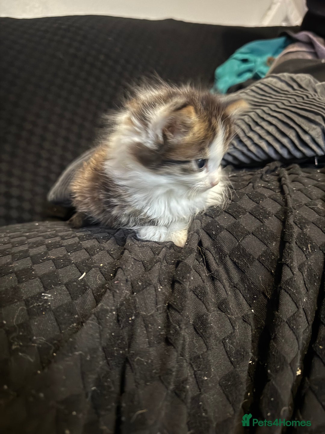 Mixed Breed cats for sale: Part Maine coon kittens - Advert 13